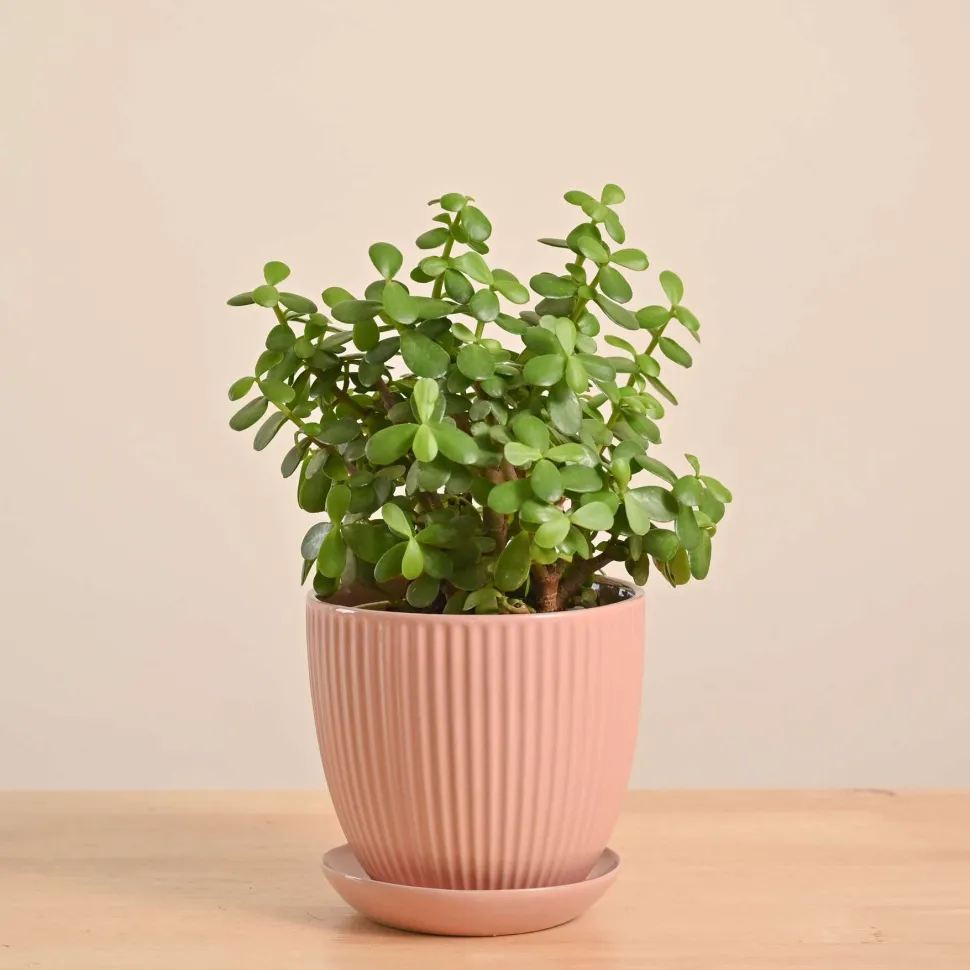 Jade Mini Plant