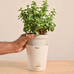 Jade Mini Plant