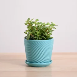 Jade Mini Plant