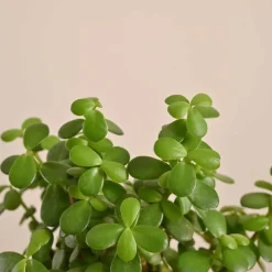 Jade Mini Plant