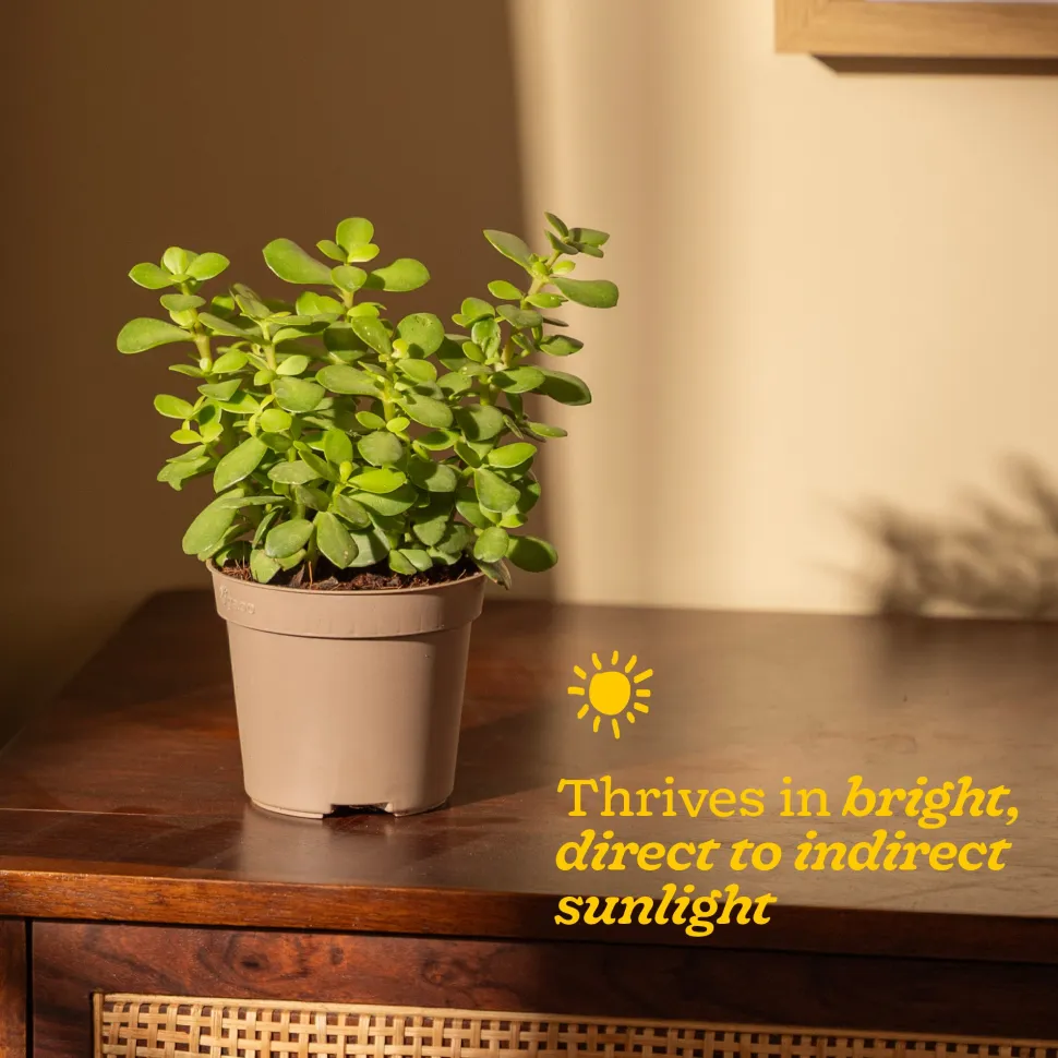 Jade Mini Plant