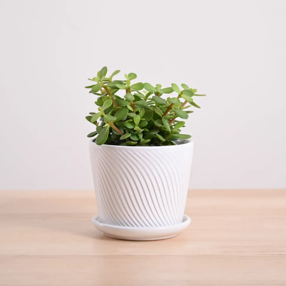 Jade Mini Plant