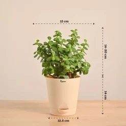 Jade Mini Plant