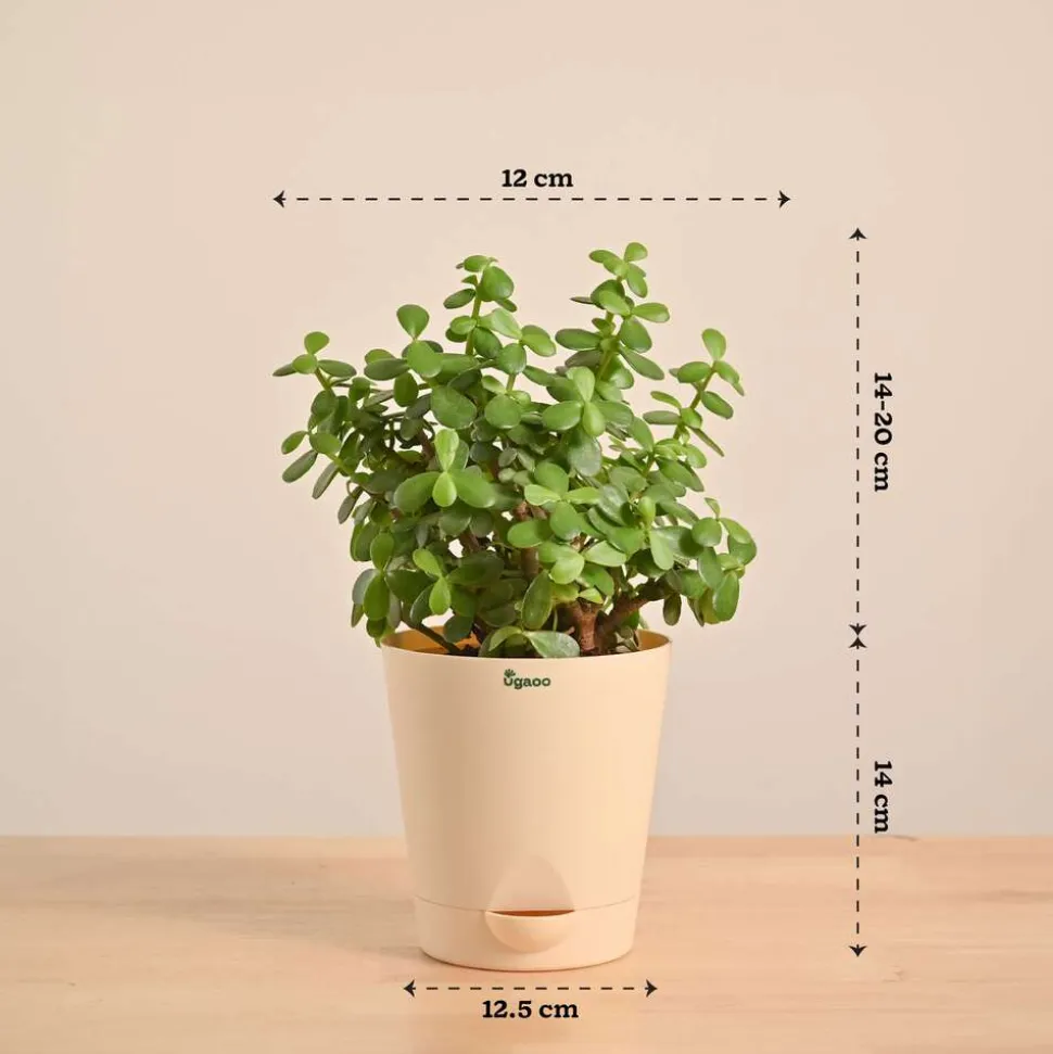 Jade Mini Plant