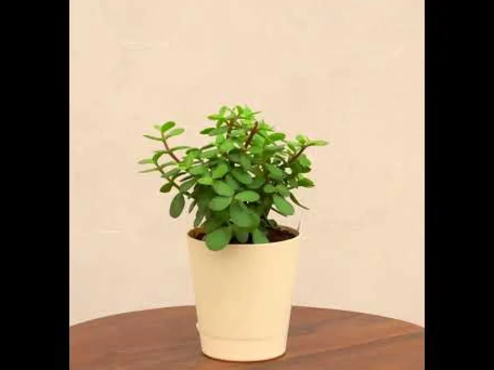 Jade Mini Plant
