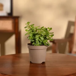 Jade Mini Plant