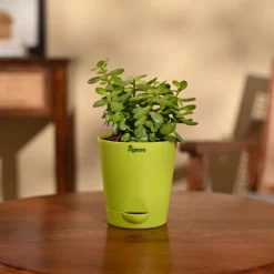 Jade Mini Plant