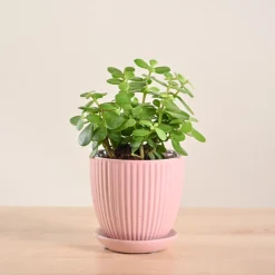 Jade Mini Plant