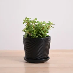 Jade Mini Plant