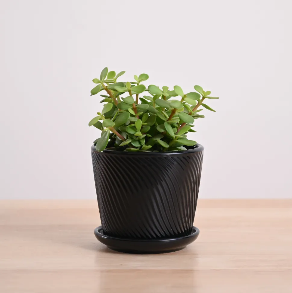 Jade Mini Plant
