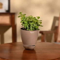 Jade Mini Plant