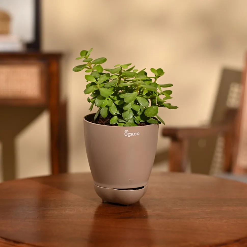 Jade Mini Plant