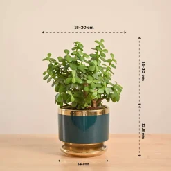 Jade Mini Plant