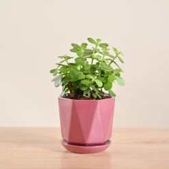 Jade Mini Plant