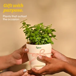 Jade Mini Plant