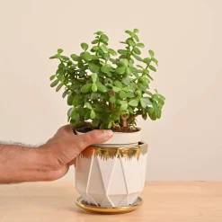 Jade Mini Plant