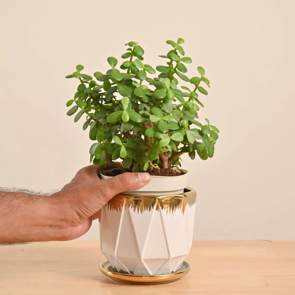 Jade Mini Plant
