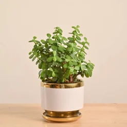 Jade Mini Plant