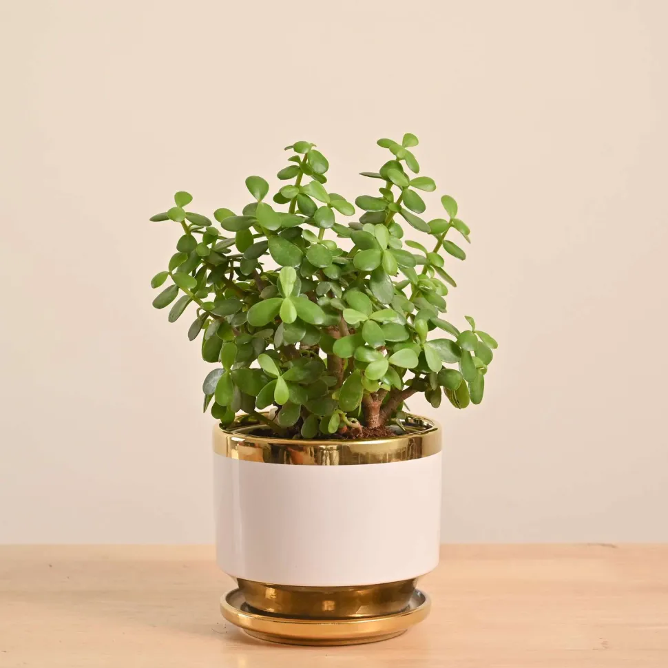 Jade Mini Plant
