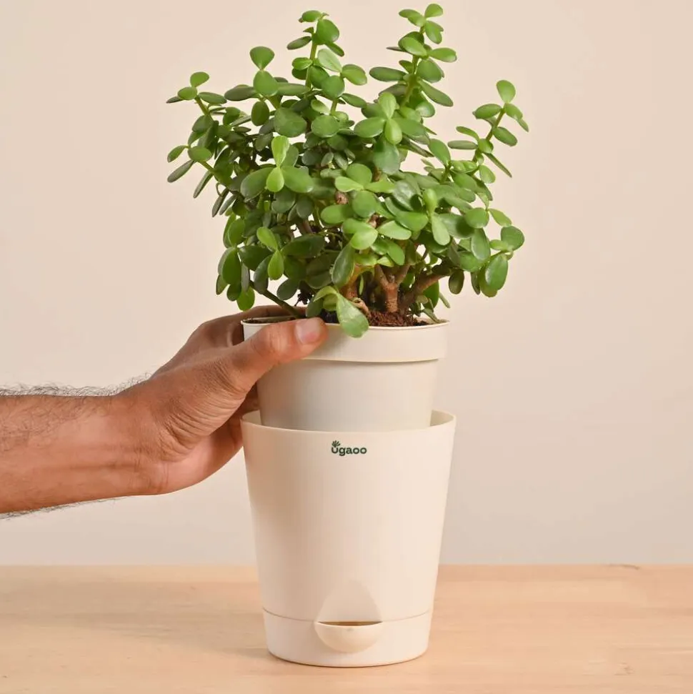 Jade Mini Plant