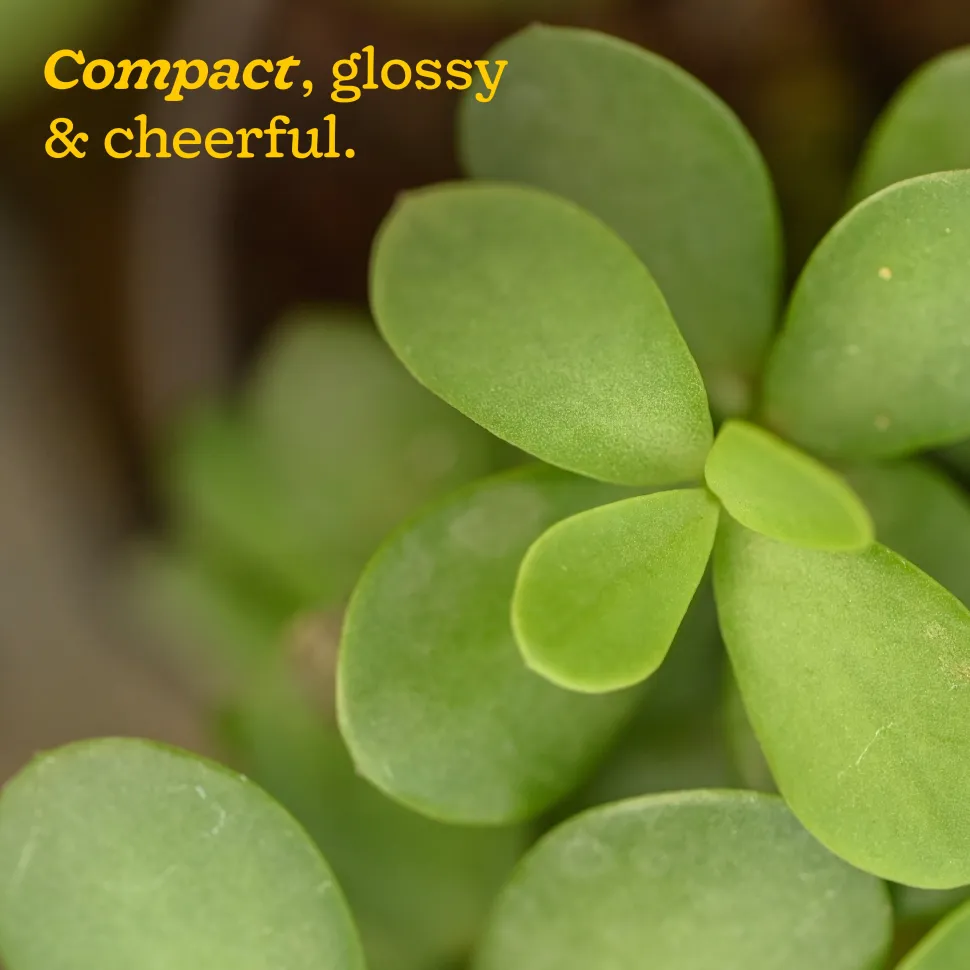 Jade Mini Plant