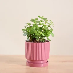 Jade Mini Plant