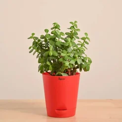 Jade Mini Plant