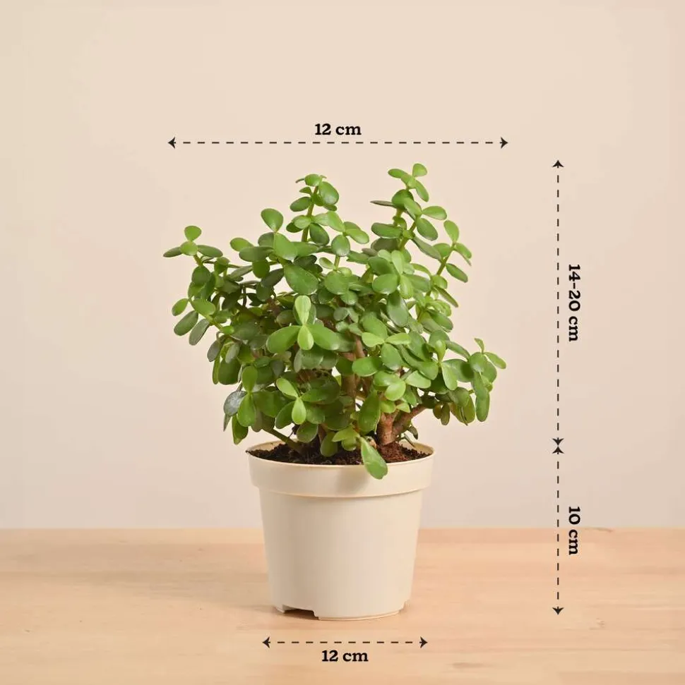 Jade Mini Plant