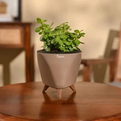 Jade Mini Plant