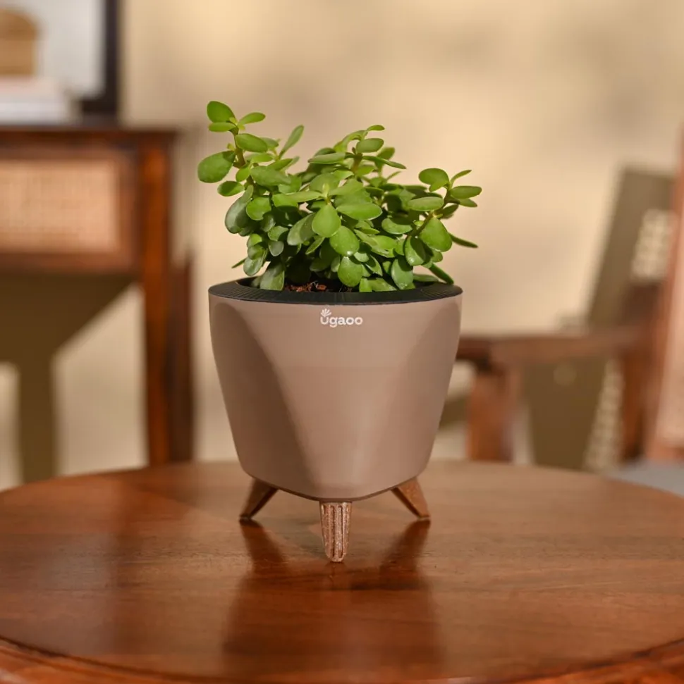 Jade Mini Plant
