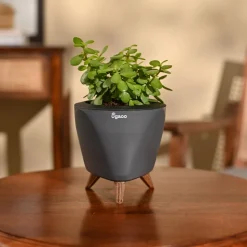 Jade Mini Plant