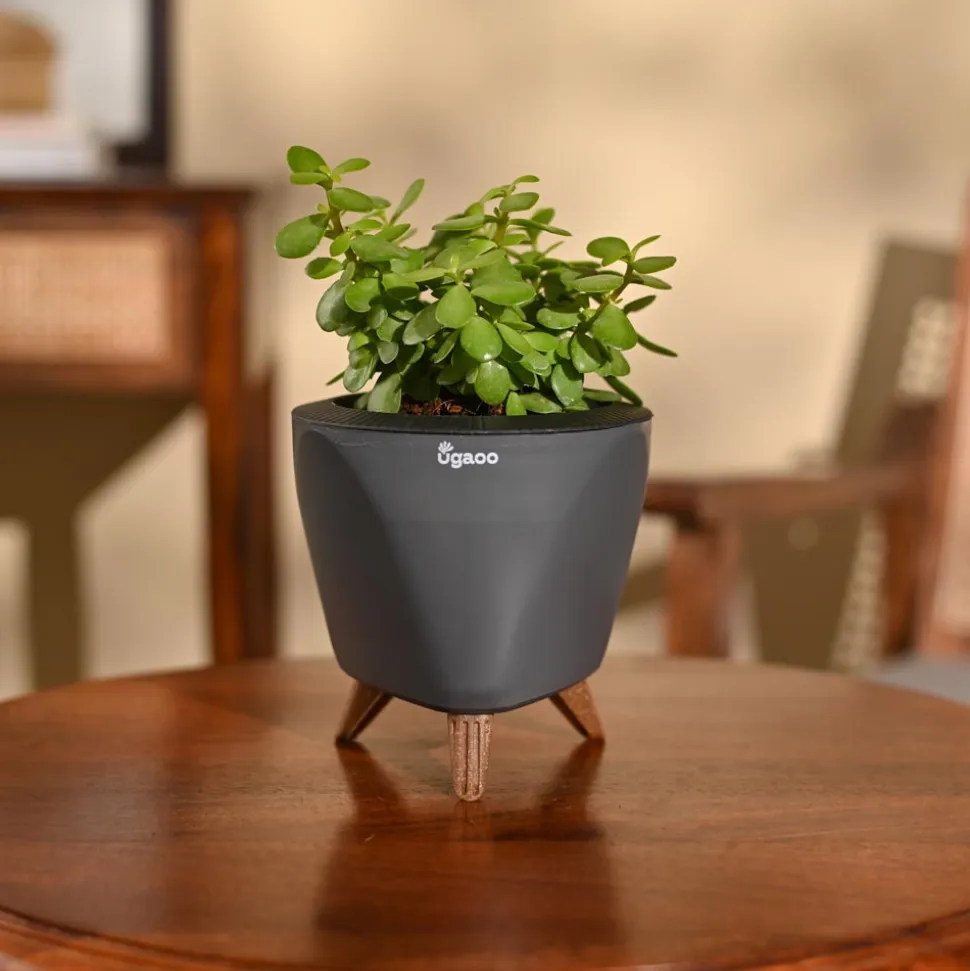 Jade Mini Plant