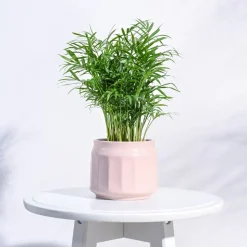 Jar Ceramic Pot