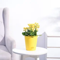 Kalanchoe Plant - Yellow