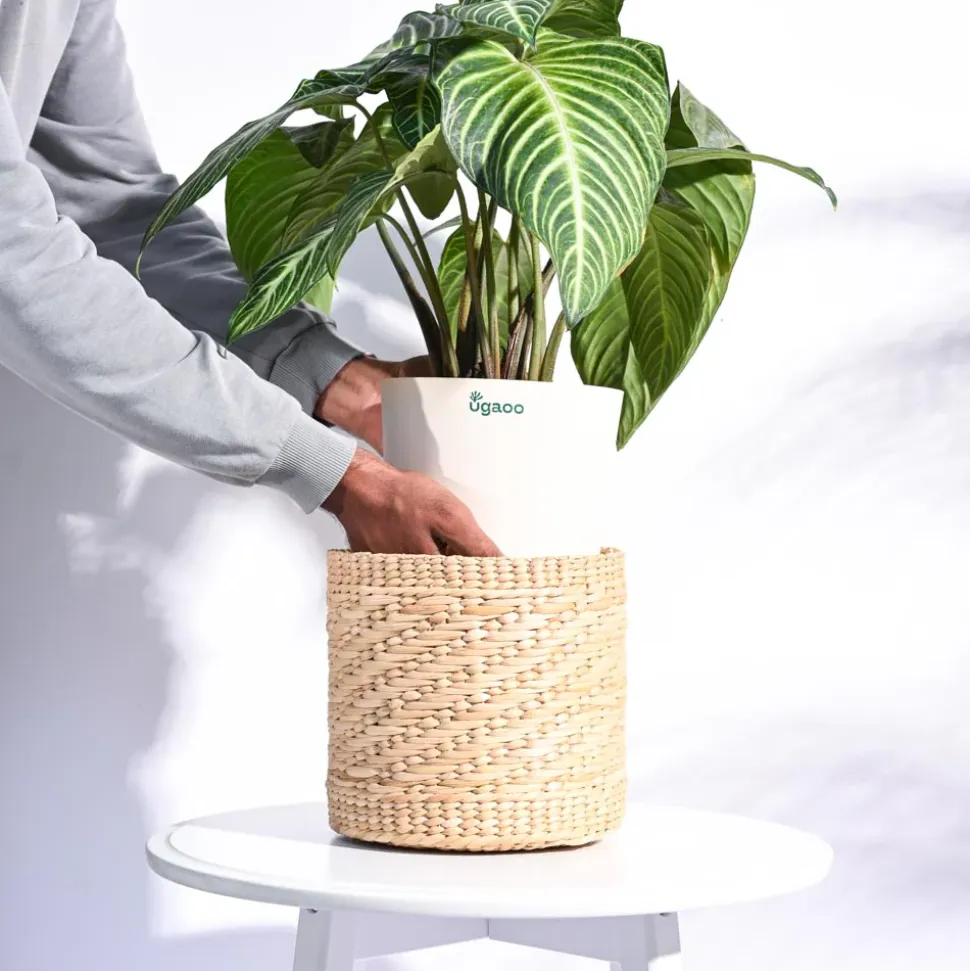 Kauna Grass Planter