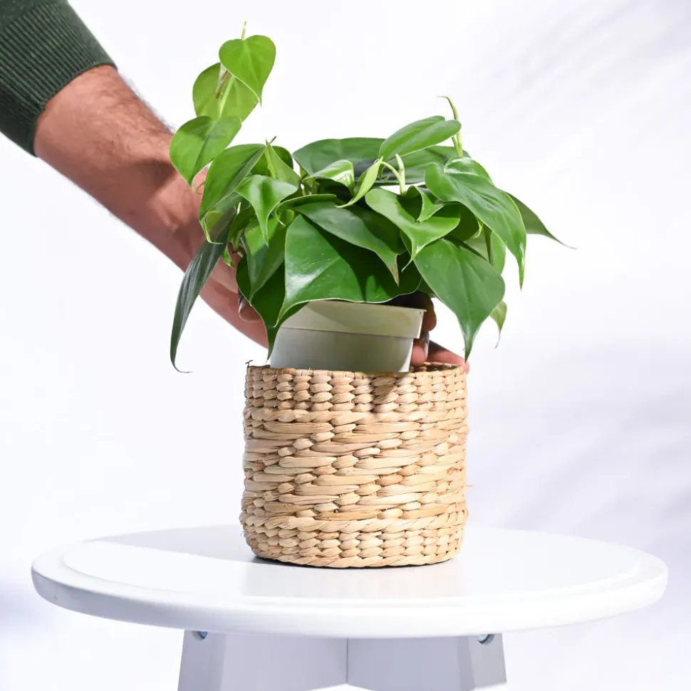 Kauna Grass Planter