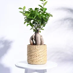 Kauna Grass Planter