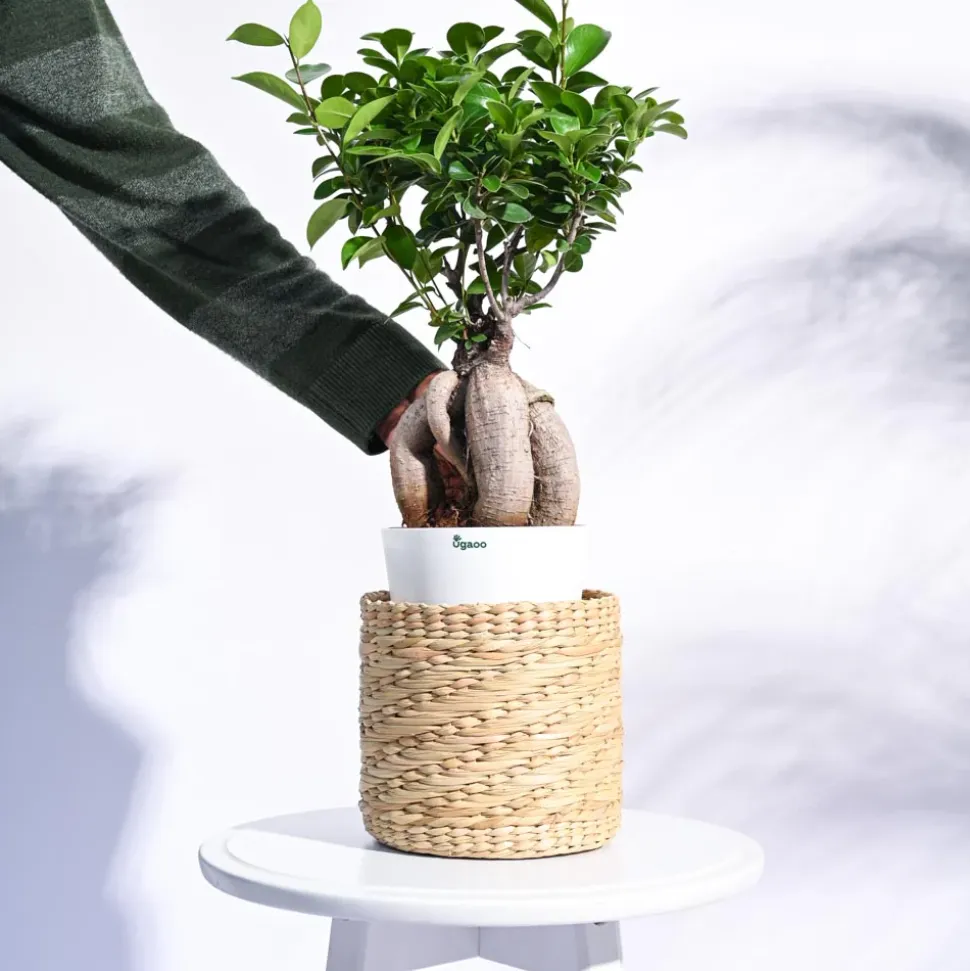 Kauna Grass Planter