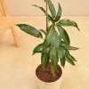 Kesar Mango Plant