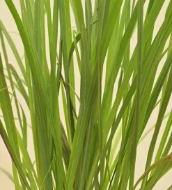 Lemon Grass