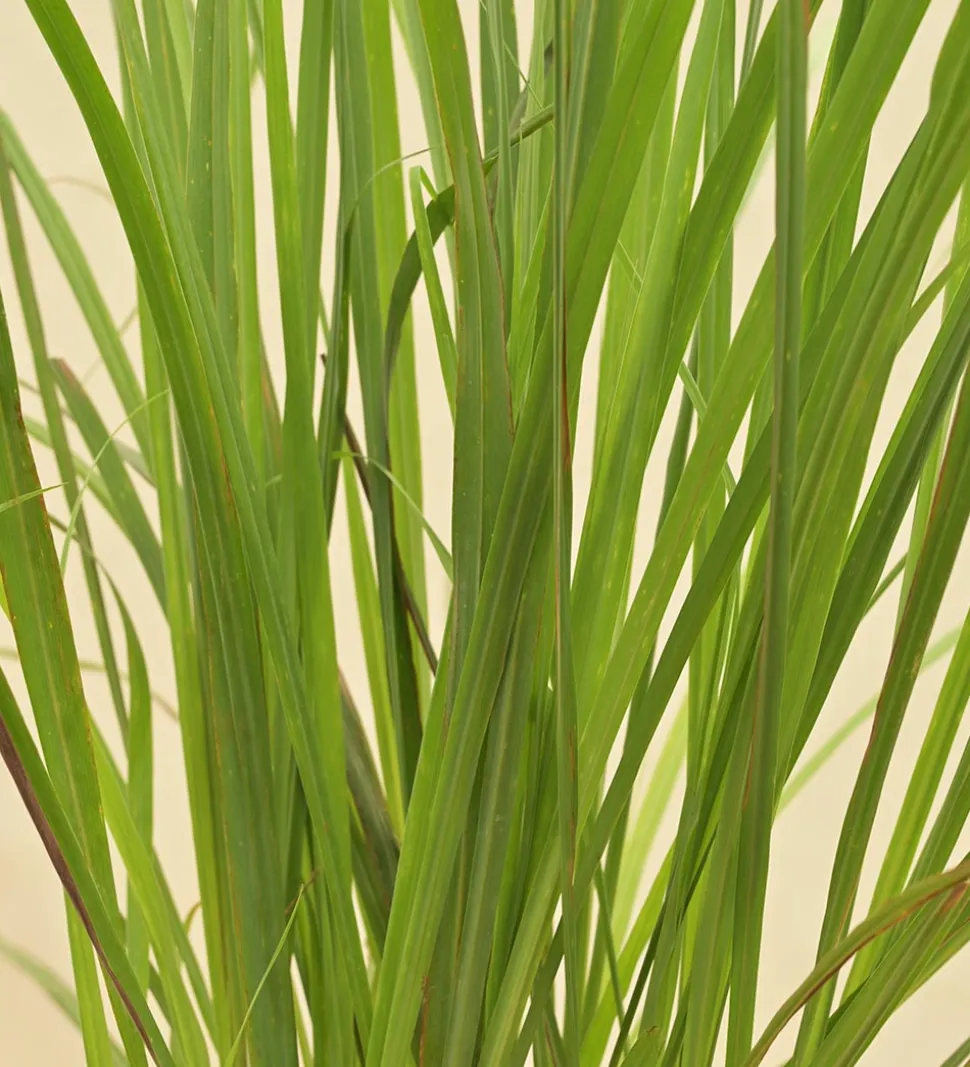 Lemon Grass