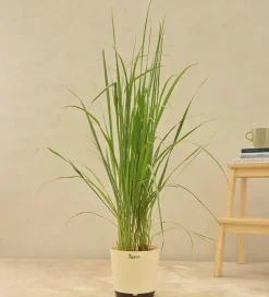 Lemon Grass
