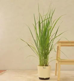 Lemon Grass