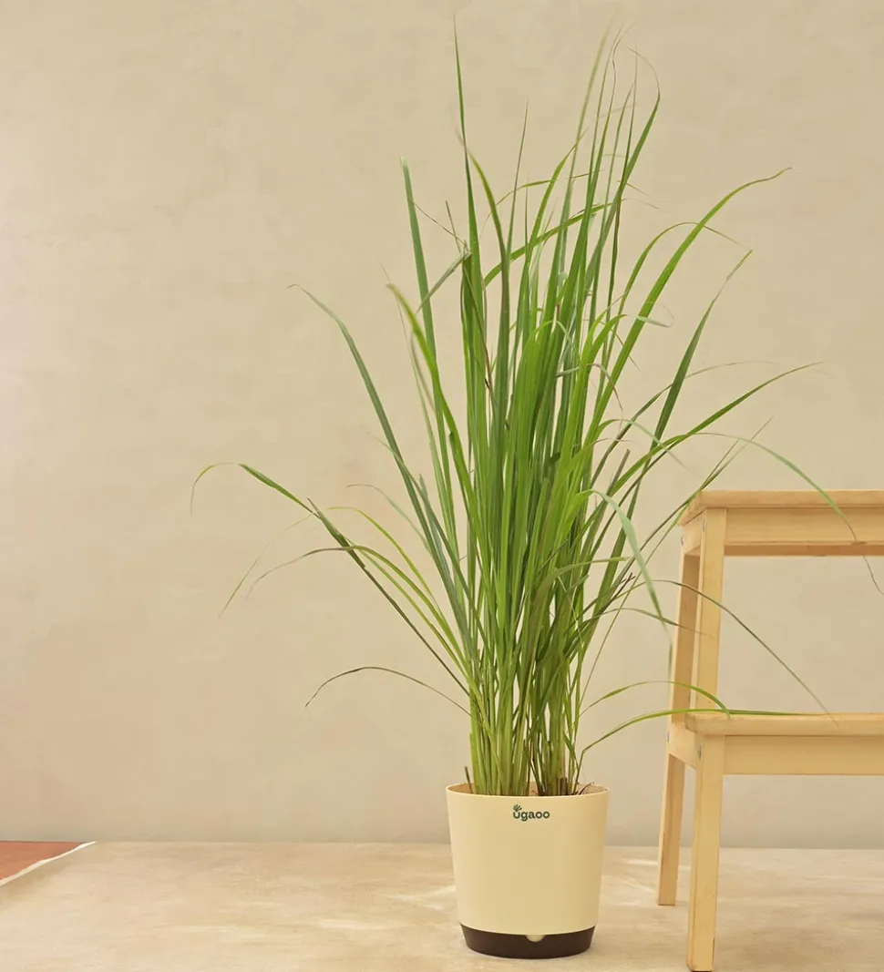 Lemon Grass