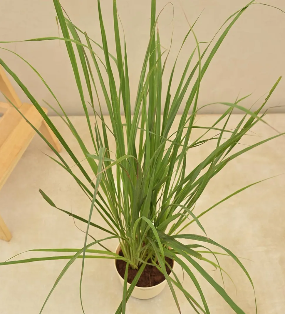 Lemon Grass