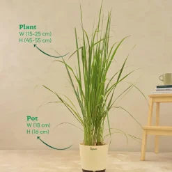 Lemon Grass