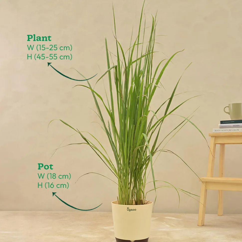 Lemon Grass