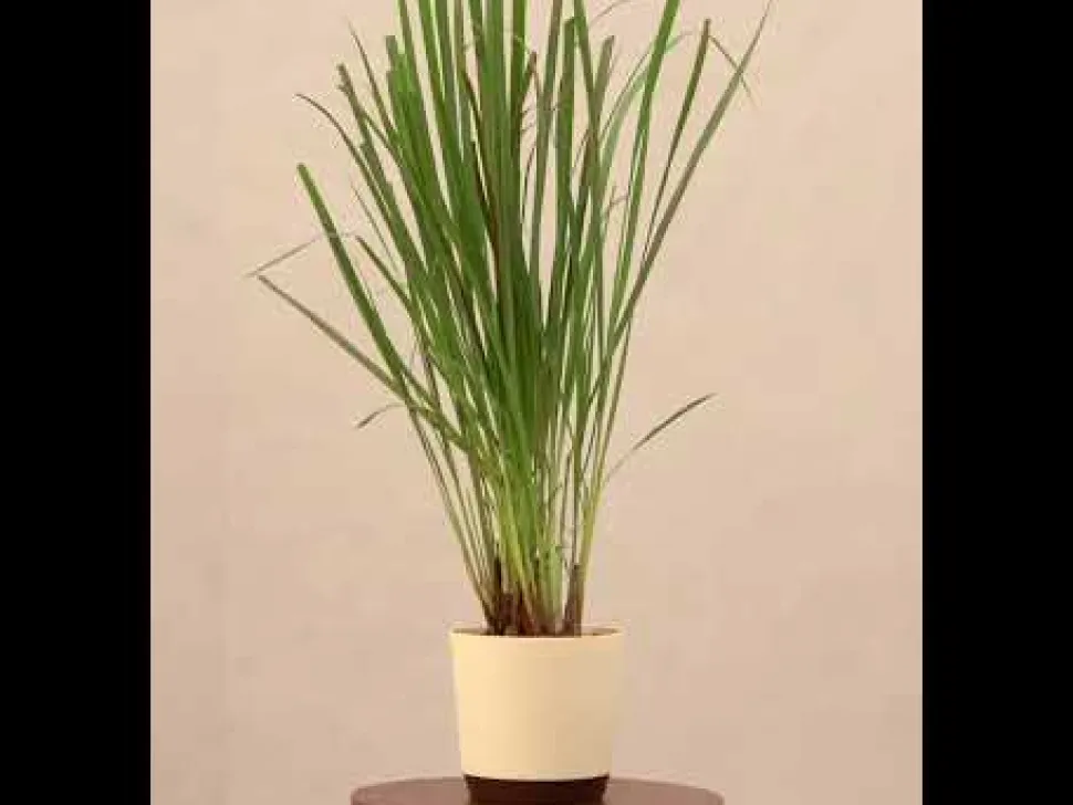 Lemon Grass