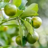 Lemon Plant with Grow Bag