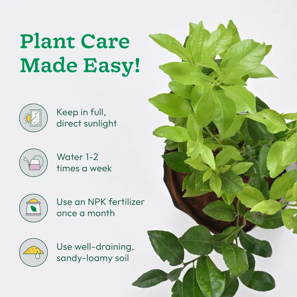 Lemon Plant with Grow Bag